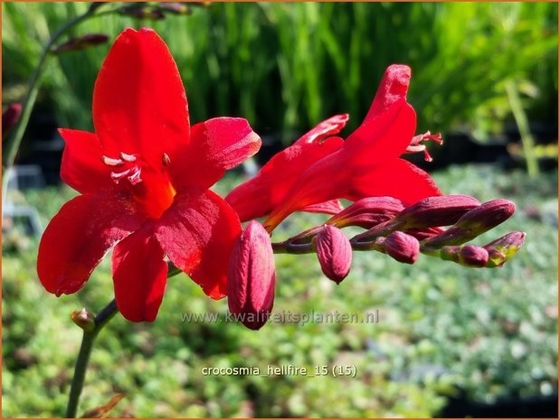 Crocosmia 'Hellfire' | Montbretia