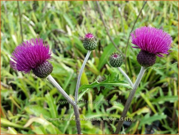 Cirsium rivulare 'Trevor's Blue Wonder' | Vederdistel, Beekdistel