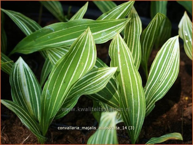Convallaria majalis 'Albostriata' | Lelietje-van-dalen | Gewöhnliches Maiglöckchen