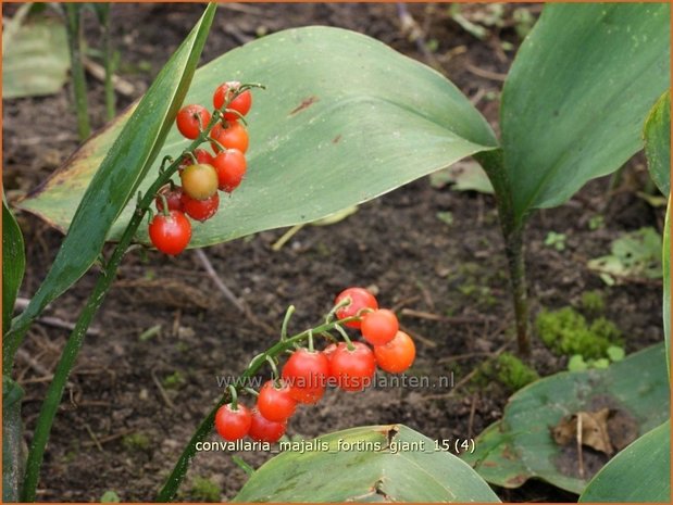Convallaria majalis 'Fortin's Giant' | Lelietje-van-dalen