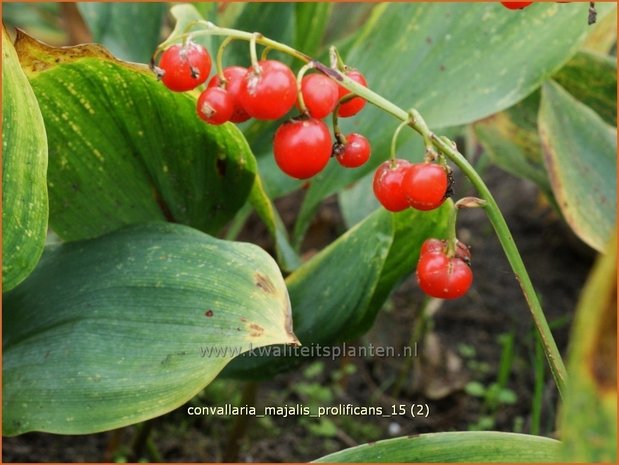 Convallaria majalis 'Prolificans' | Lelietje-van-dalen