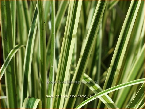 Carex brunnea 'Albolineata' | Zegge