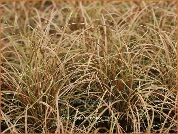 Carex comans 'Bronco' | Zegge