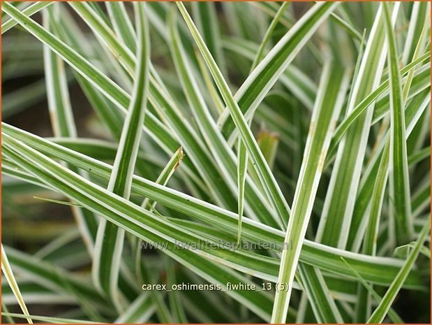 Carex oshimensis 'Everest' | Zegge