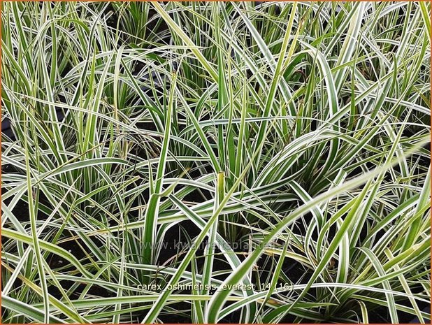 Carex oshimensis 'Everest' | Zegge