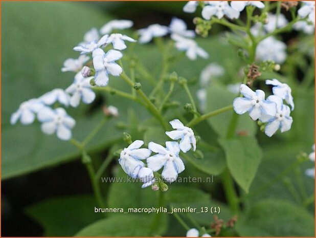 Brunnera macrophylla 'Jennifer' | Kaukasische vergeet-mij-nietje