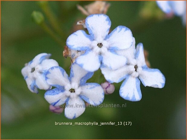 Brunnera macrophylla 'Jennifer' | Kaukasische vergeet-mij-nietje