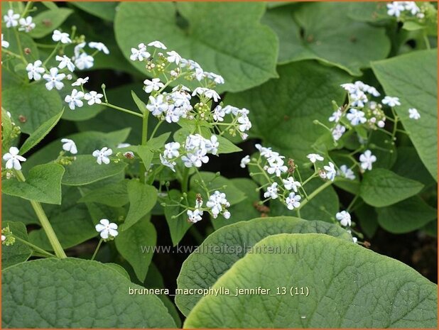 Brunnera macrophylla 'Jennifer' | Kaukasische vergeet-mij-nietje