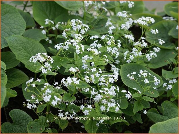 Brunnera macrophylla 'Jennifer' | Kaukasische vergeet-mij-nietje