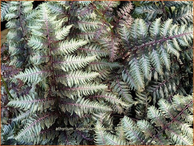 Athyrium niponicum 'Pewter Lace' | Japanse regenboogvaren