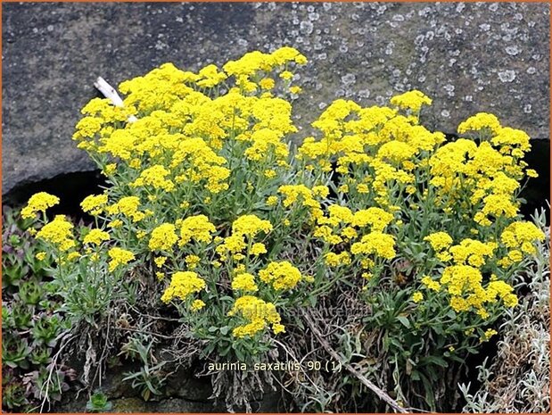 Aurinia saxatilis | Schildzaad, Rotsschildzaad