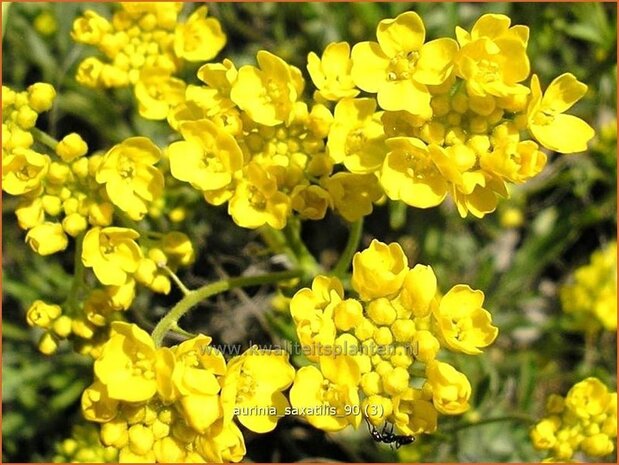 Aurinia saxatilis | Schildzaad, Rotsschildzaad