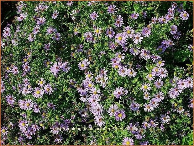 Aster oblongifolius 'October Skies' | Aster