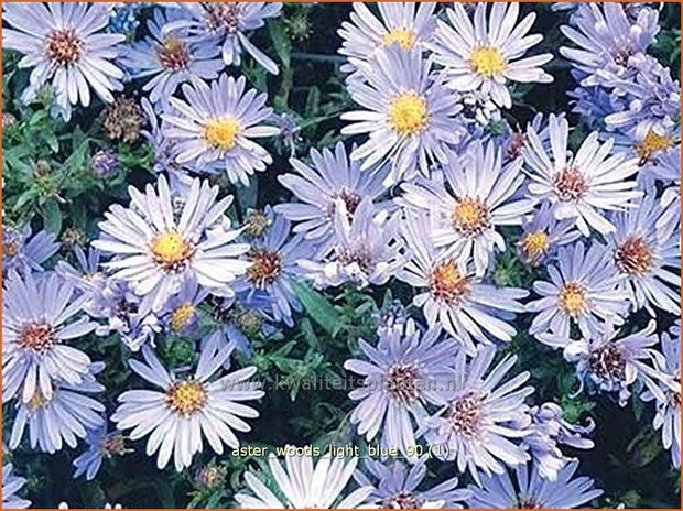 Aster 'Wood's Light Blue' | Aster | Aster | Aster