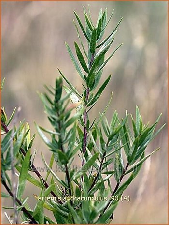 Artemisia dracunculus | Russische dragon, Dragon, Drakenkruid
