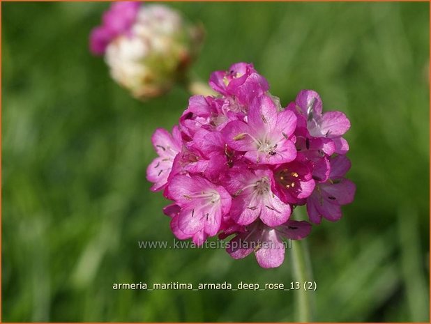 Armeria maritima &#39;Armada Deep Rose&#39; | Engels gras | Strand-Grasnelke