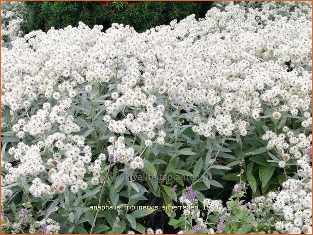 Anaphalis triplinervis 'Silberregen' | Siberische edelweiss, Witte knoop