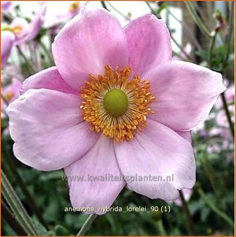 Anemone hybrida 'Lorelei' | Anemoon, Herfstanemoon, Japanse anemoon
