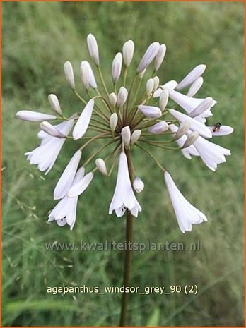 Agapanthus 'Windsor Grey' | Kaapse lelie, Afrikaanse lelie, Liefdesbloem