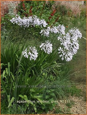 Agapanthus 'Windsor Grey' | Kaapse lelie, Afrikaanse lelie, Liefdesbloem