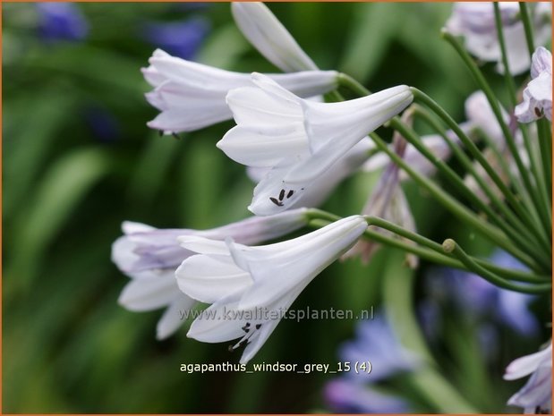 Agapanthus 'Windsor Grey' | Afrikaanse lelie, Kaapse lelie, Liefdesbloem