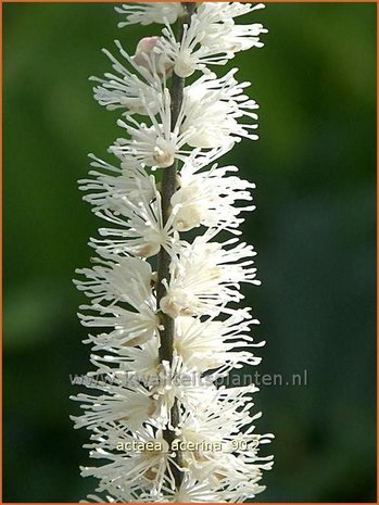 Actaea acerina | Zilverkaars, Christoffelkruid