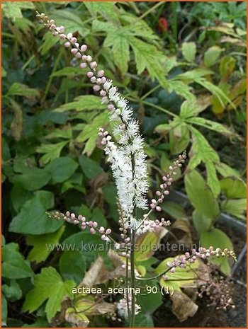 Actaea acerina | Zilverkaars, Christoffelkruid