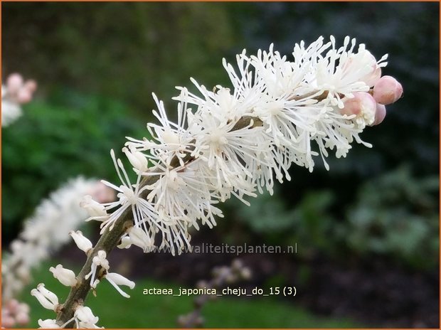 Actaea japonica 'Cheju-do' | Zilverkaars, Oktoberkaars, Christoffelkruid