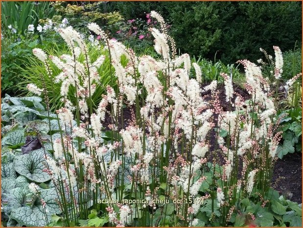 Actaea japonica 'Cheju-do' | Zilverkaars, Oktoberkaars, Christoffelkruid