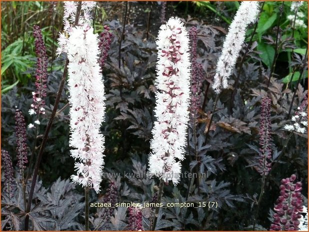 Actaea ramosa 'James Compton' | Zilverkaars, Oktoberkaars, Christoffelkruid