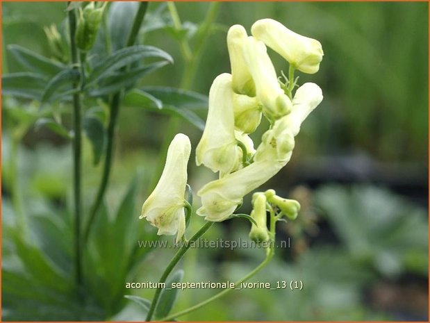 Aconitum septentrionale 'Ivorine' | Monnikskap | Eisenhut