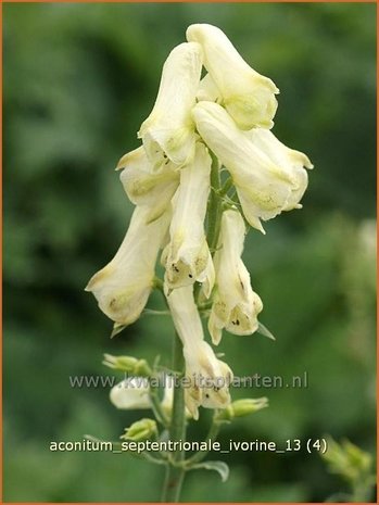 Aconitum septentrionale 'Ivorine' | Monnikskap | Eisenhut