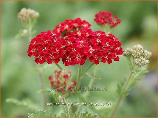 Achillea millefolium 'Red Velvet' | Duizendblad | Gewöhnliche Schafgarbe