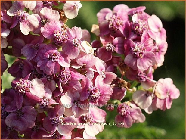 Achillea 'Saucy Seduction' | Duizendblad