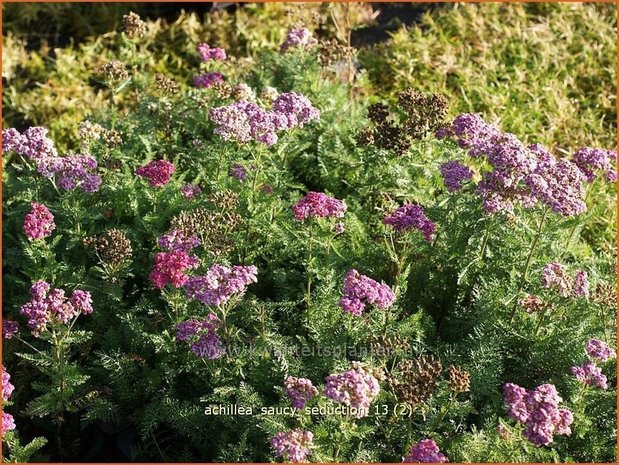 Achillea 'Saucy Seduction' | Duizendblad