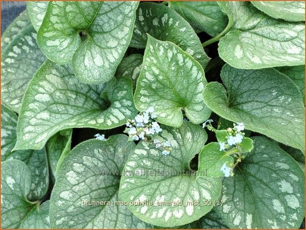 Brunnera macrophylla 'Emerald Mist' | Kaukasische vergeet-mij-nietje