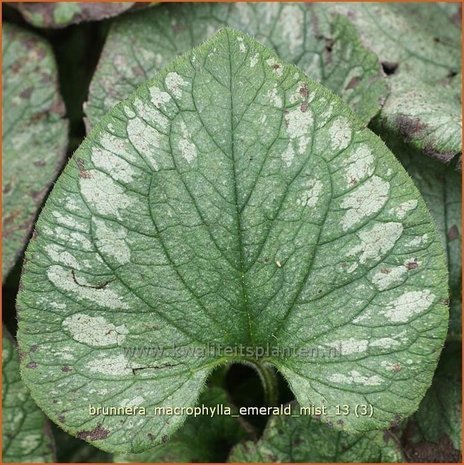 Brunnera macrophylla 'Emerald Mist' | Kaukasische vergeet-mij-nietje