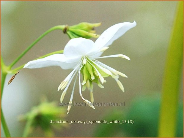 Thalictrum delavayi 'Splendide White' | Chinese ruit, Ruit | Delavays Wiesenraute