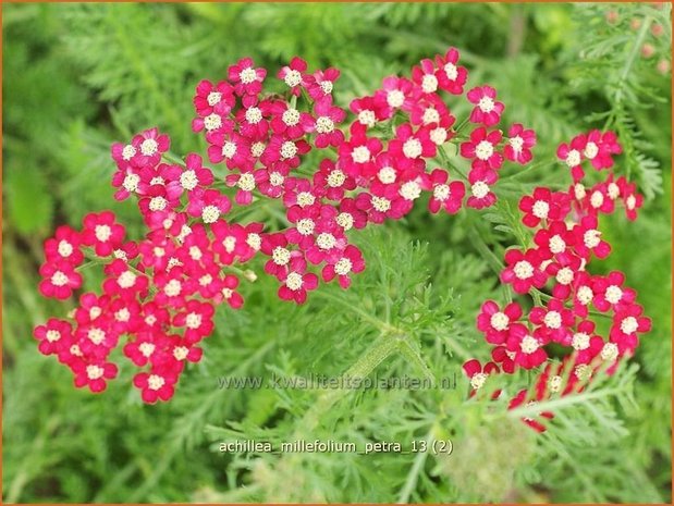 Achillea millefolium 'Petra' | Duizendblad