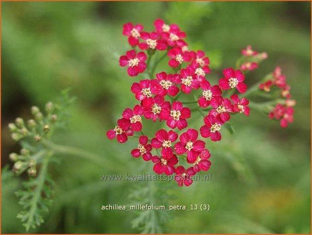 Achillea millefolium 'Petra' | Duizendblad