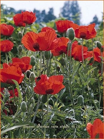 Papaver orientale 'Nana Allegro' | Oosterse papaver, Oosterse klaproos