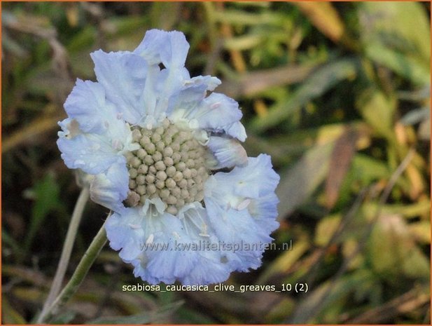 Scabiosa caucasica 'Clive Greaves' | Duifkruid, Schurftkruid, Kaukasisch duifkruid