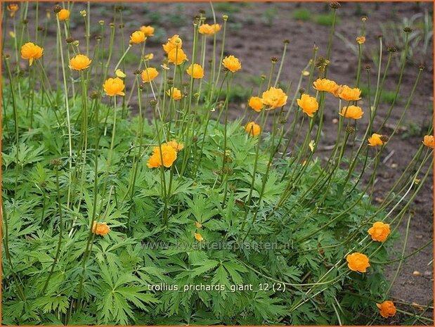 Trollius 'Prichard's Giant' | Kogelbloem, Globebloem