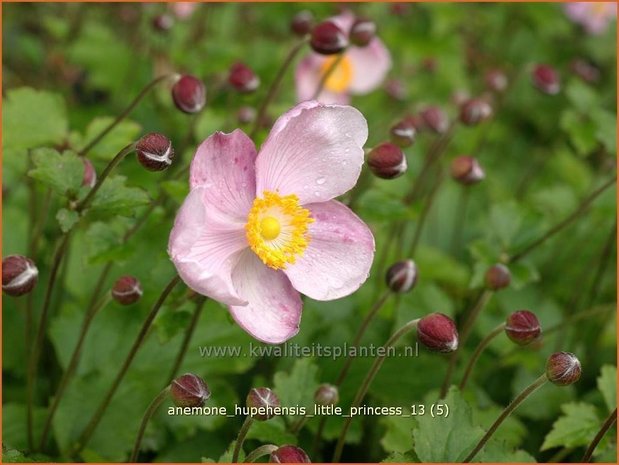 Anemone hupehensis 'Little Princess' | Anemoon, Herfstanemoon, Japanse anemoon