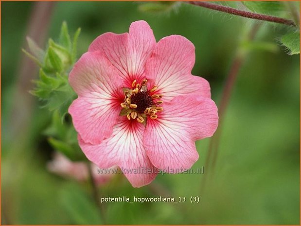 Potentilla hopwoodiana | Vijfvingerkruid, Ganzerik