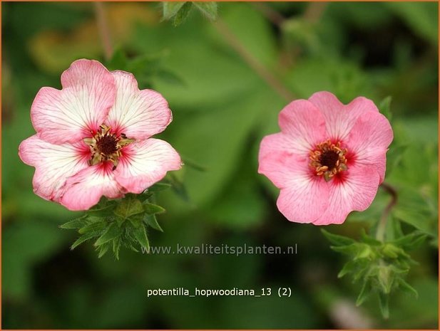 Potentilla hopwoodiana | Vijfvingerkruid, Ganzerik