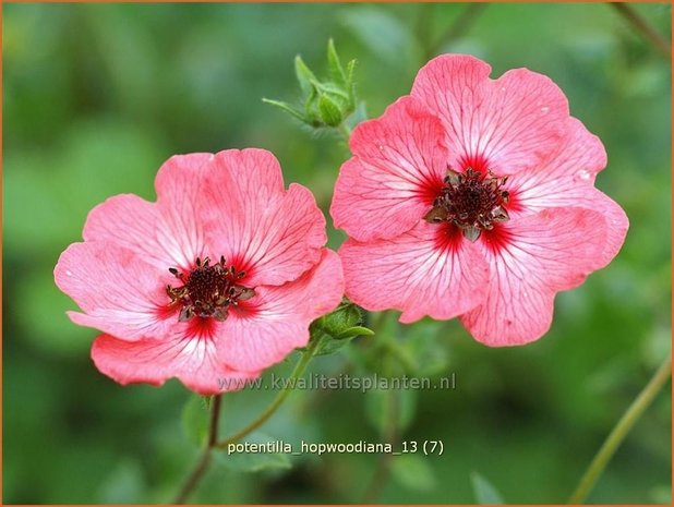 Potentilla hopwoodiana | Vijfvingerkruid, Ganzerik