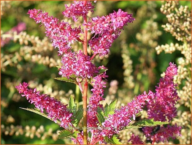 Astilbe 'Younique Lilac' | Spirea