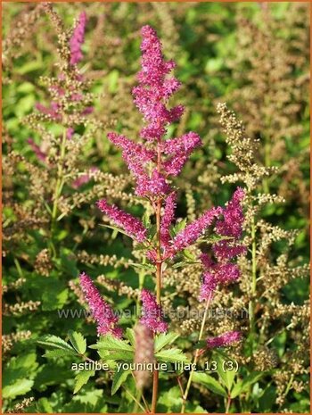 Astilbe 'Younique Lilac' | Spirea