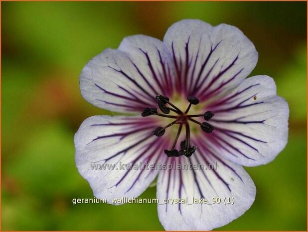 Geranium wallichianum 'Crystal Lake' | Ooievaarsbek